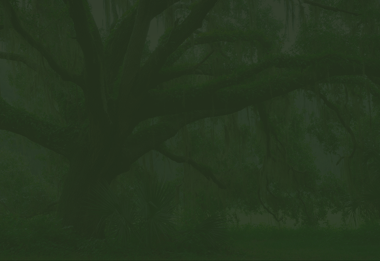 Green forest background